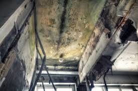  Bridgetown, MS Mold Removal Services Pros